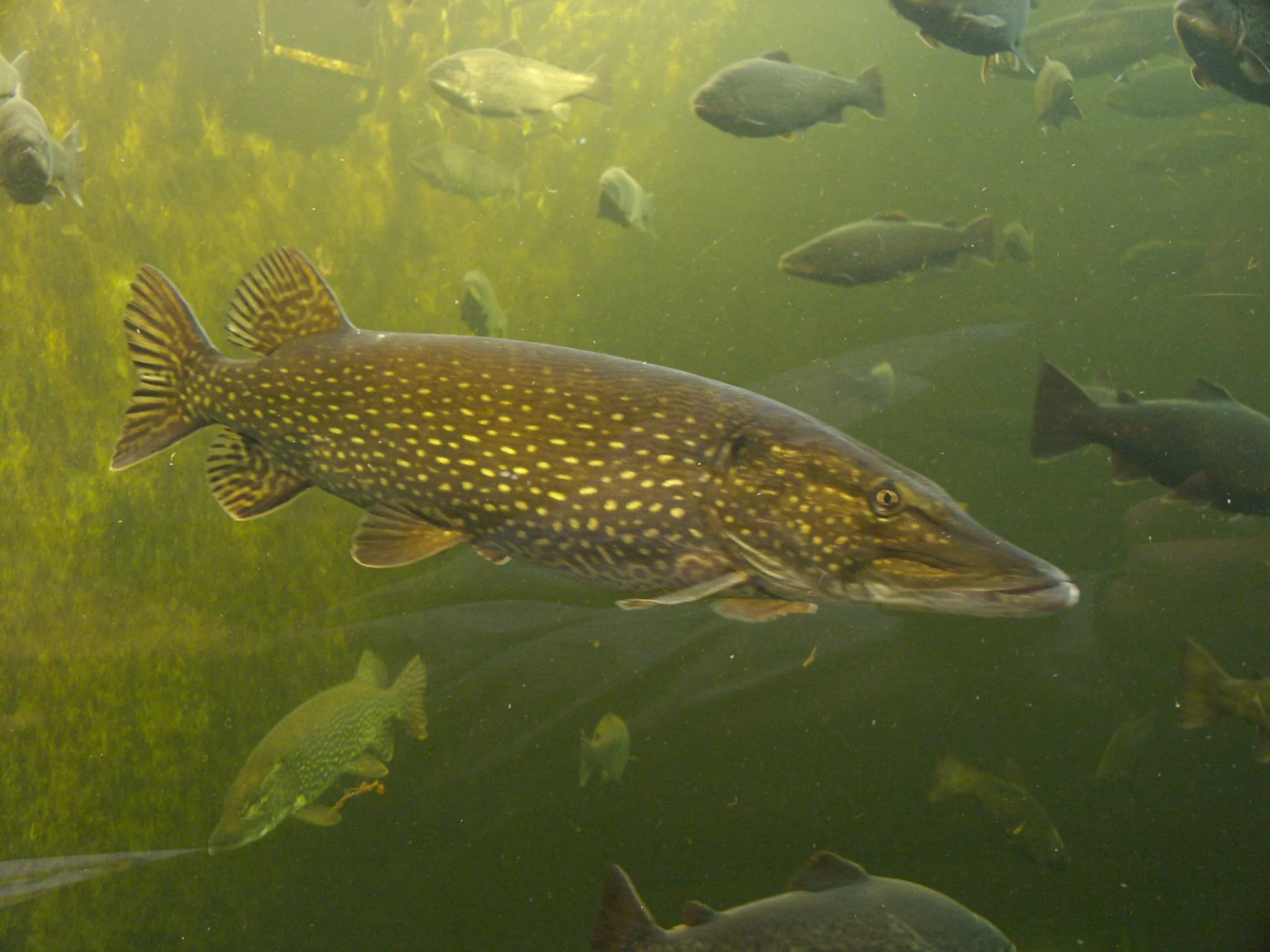 Aguas cálidas: el lucio invasor se vuelve un superdepredador del salmón en Alaska