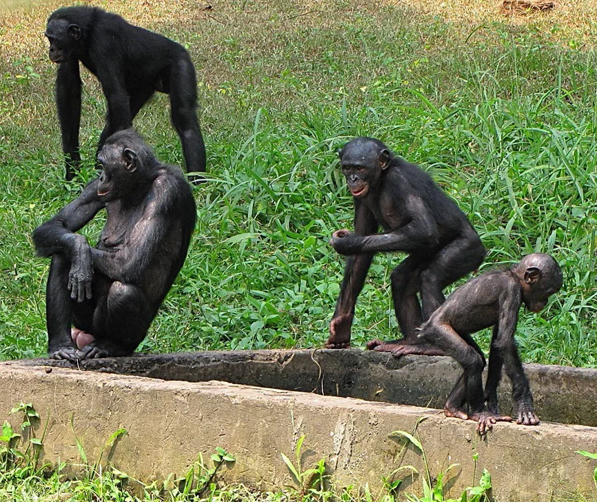 Foto: T.K. Naliaka / wikimedia Bonobo - group with various ages.jpg