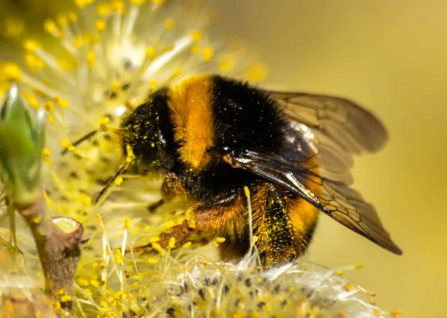 Foto: Erick González González / pexels Macro shot of a bumblebee collecting pollen from a vibrant yellow flower.