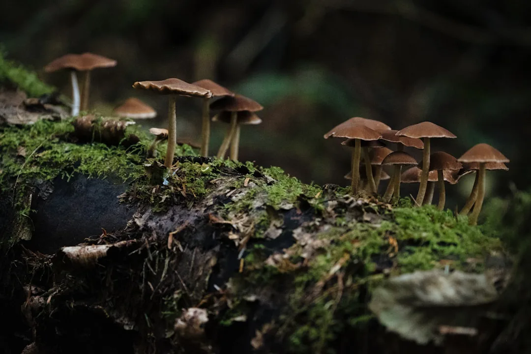 El mundo invisible bajo nuestros pies: Áreas protegidas descuidan a los hongos del suelo