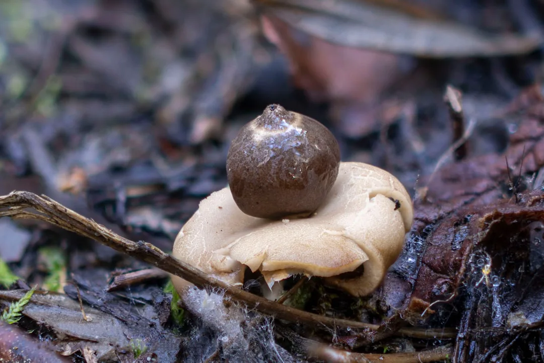 Foto: Wietse Jongsma / unsplash A small mushroom with a brown cap on forest floor