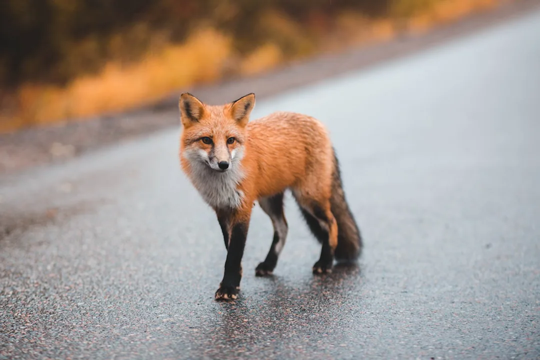 Animales urbanos: ¿Más audaces y agresivos por la vida en la ciudad?