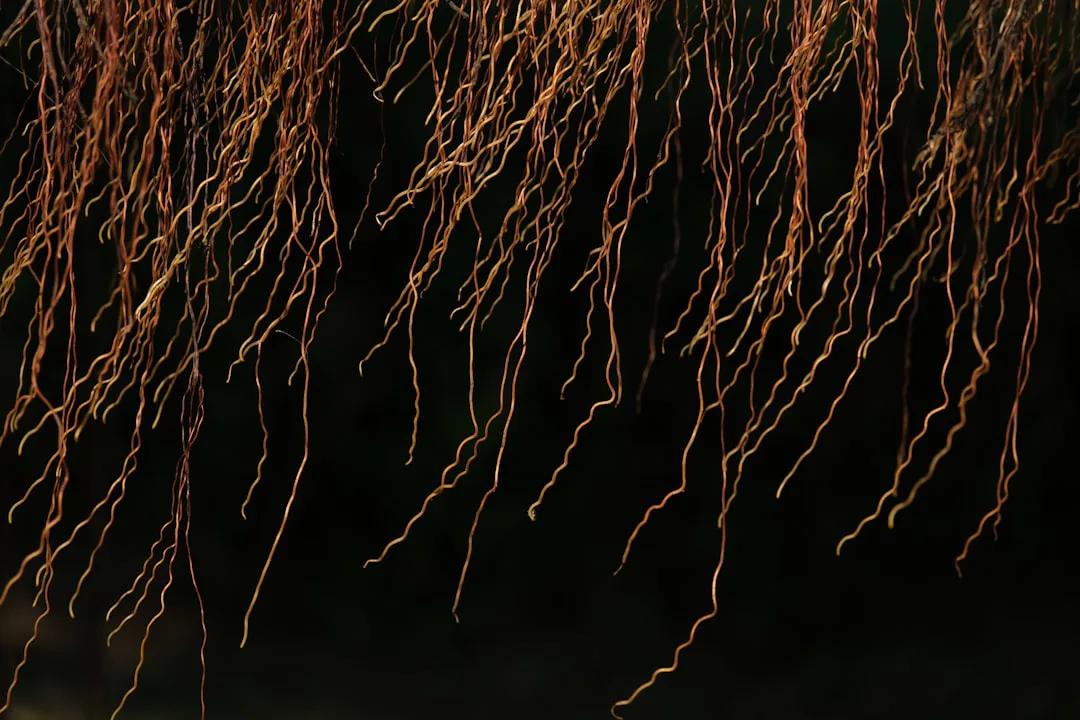 Foto: Everest Louis / unsplash a close up of a bunch of tree branches