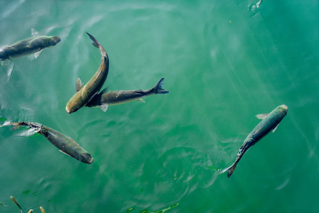 Peces y PFAS: el riesgo oculto de los 'químicos eternos' en la vida acuática
