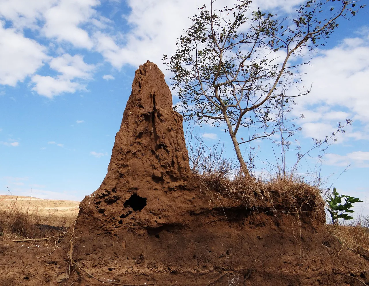 Pequeños ingenieros de la naturaleza: de microorganismos a aves constructoras
