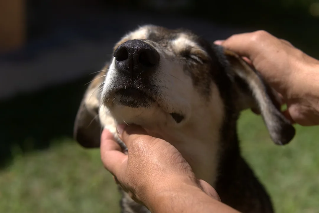 Más allá de la mordida: Cada perro merece amabilidad y una segunda oportunidad