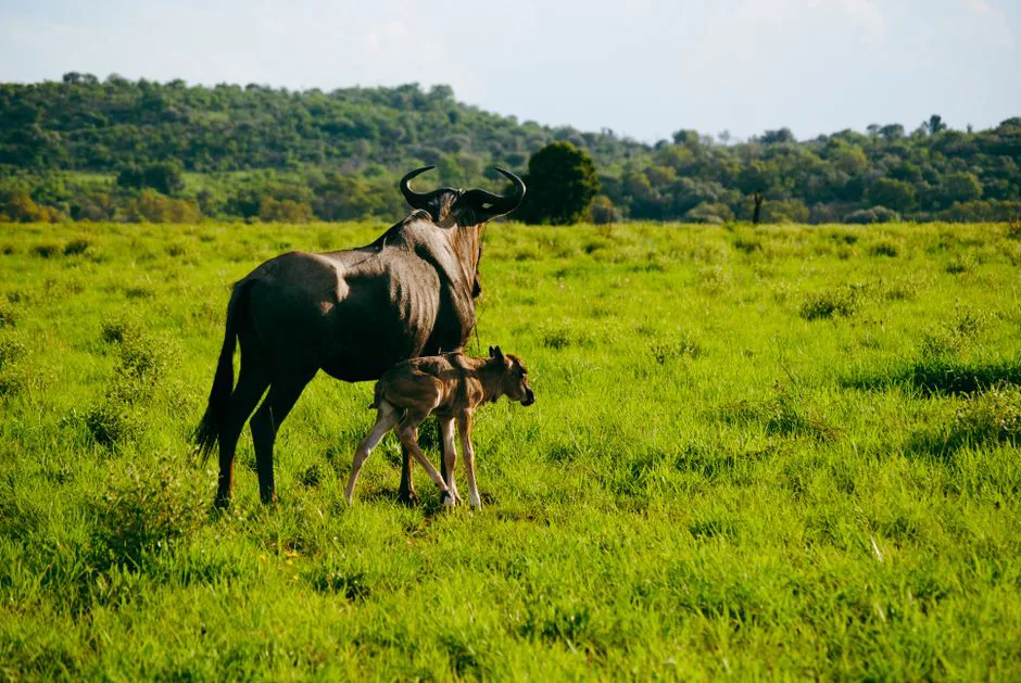 Wildebeest and calf walking through a lush green savanna, captured in vibrant sunlight.