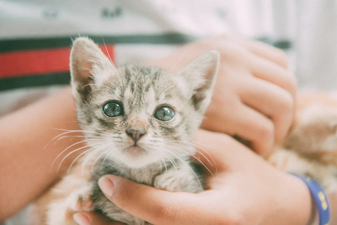 Foto: Donald Tran / unsplash person holding silver tabby kitten