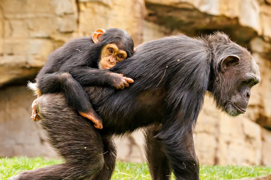 Foto: Guerrero De la Luz / pexels A touching moment of a baby chimpanzee clinging to its mother’s back in a natural outdoor setting.