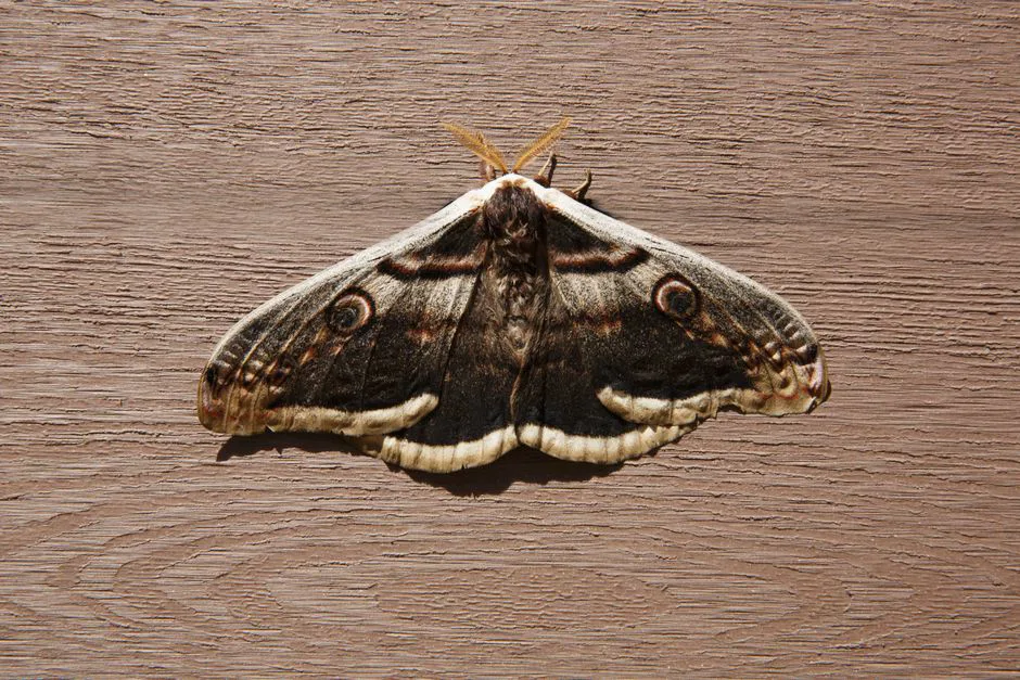 Foto: Sofia Guzeva / pexels High-resolution close-up of a moth with patterned wings resting on a wooden surface.