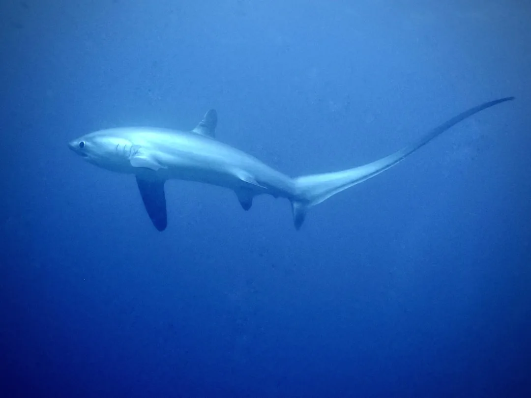 Alerta roja para el tiburón zorro pelágico: una pequeña pesca puede ser catastrófica