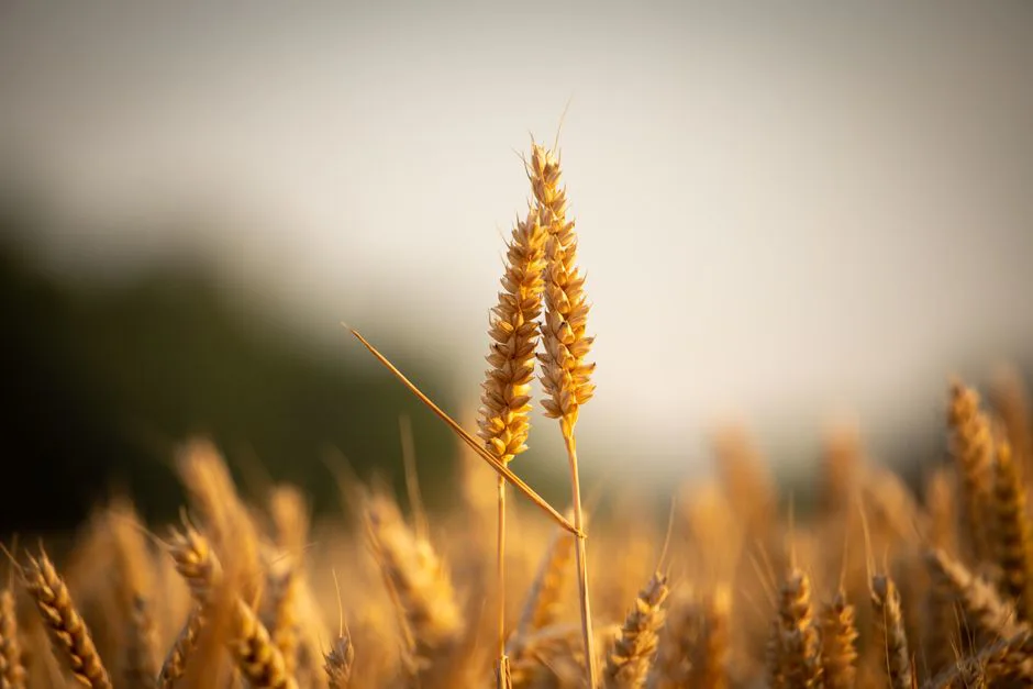 La sorprendente diversidad de algas ocultas en los campos de trigo: un pilar de la vida terrestre