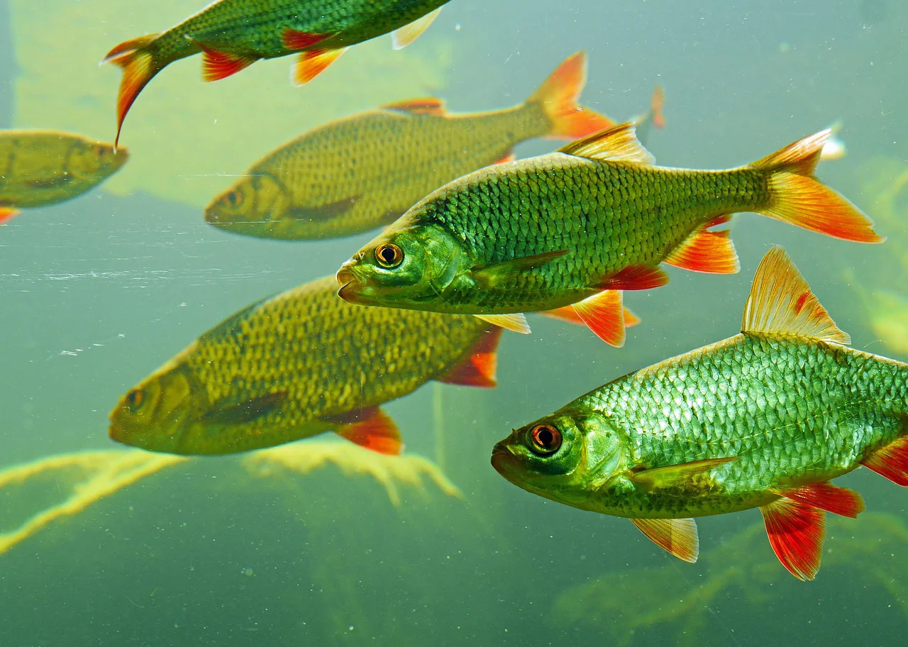 Foto: hpgruesen / pixabay rotfeder, carp fish, nature, large aquarium, water, zooologie, fish, aquarium, underwater world, swim, freshwater, rivers, underwater, red orange