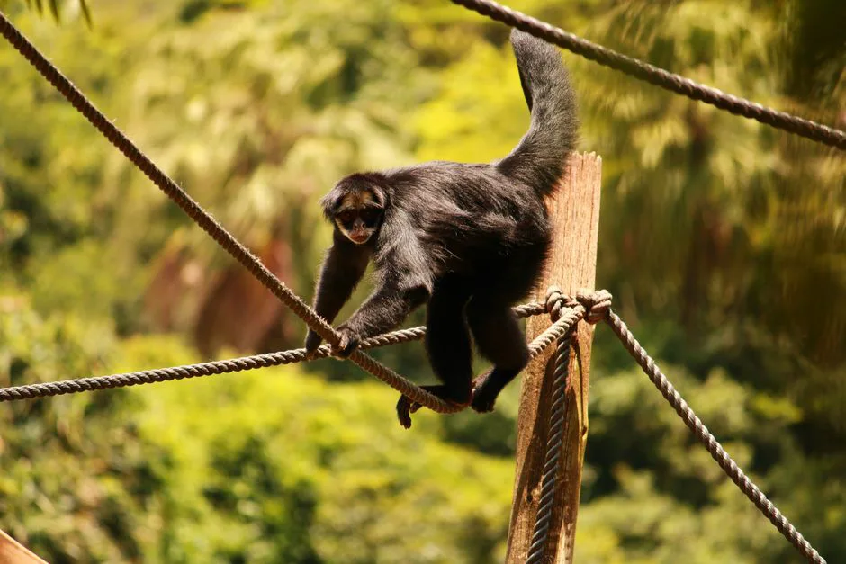 A black spider monkey skillfully navigates ropes in the lush São Paulo Zoo setting.