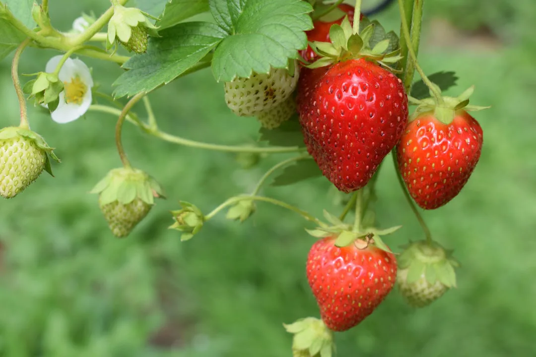 Fresas más sabrosas y nutritivas: la ciencia potencia su calidad sin alterar su crecimiento