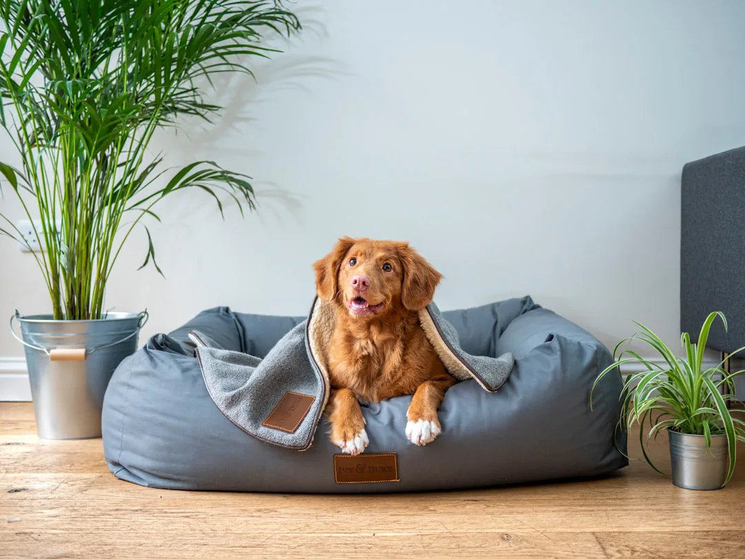 De la cama rota al palacio: El amor incondicional de un perro por su hogar