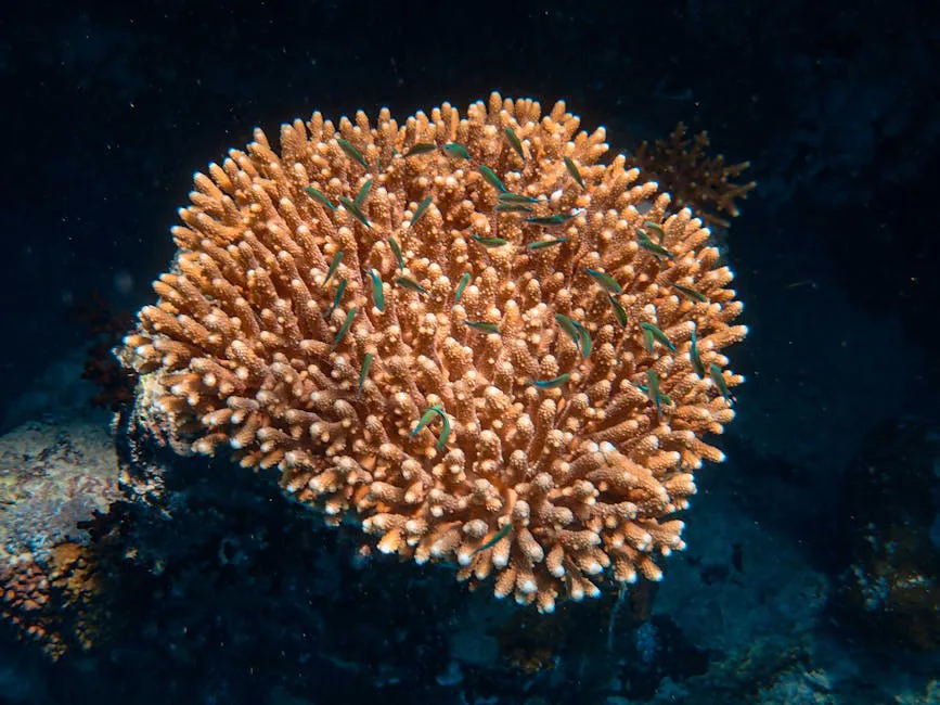 Foto: Francesco Ungaro / pexels Close-up of a healthy coral colony with small fish, showcasing vibrant marine life.