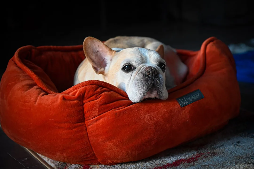 Foto: Cristina Glebova / unsplash a small dog laying in a red dog bed