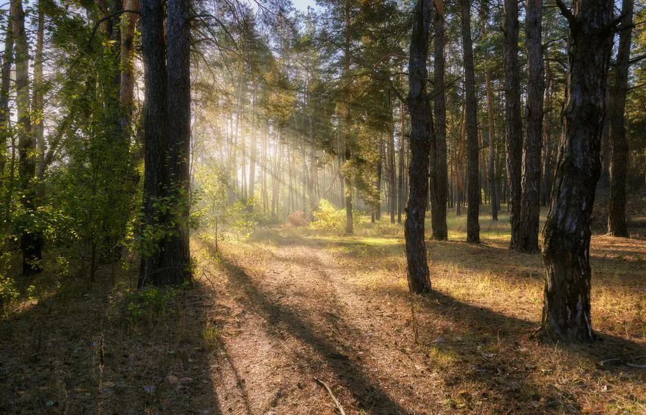Foto: Matvei / pexels Sunlight filters through trees in a tranquil autumn forest, illuminating the pathway.
