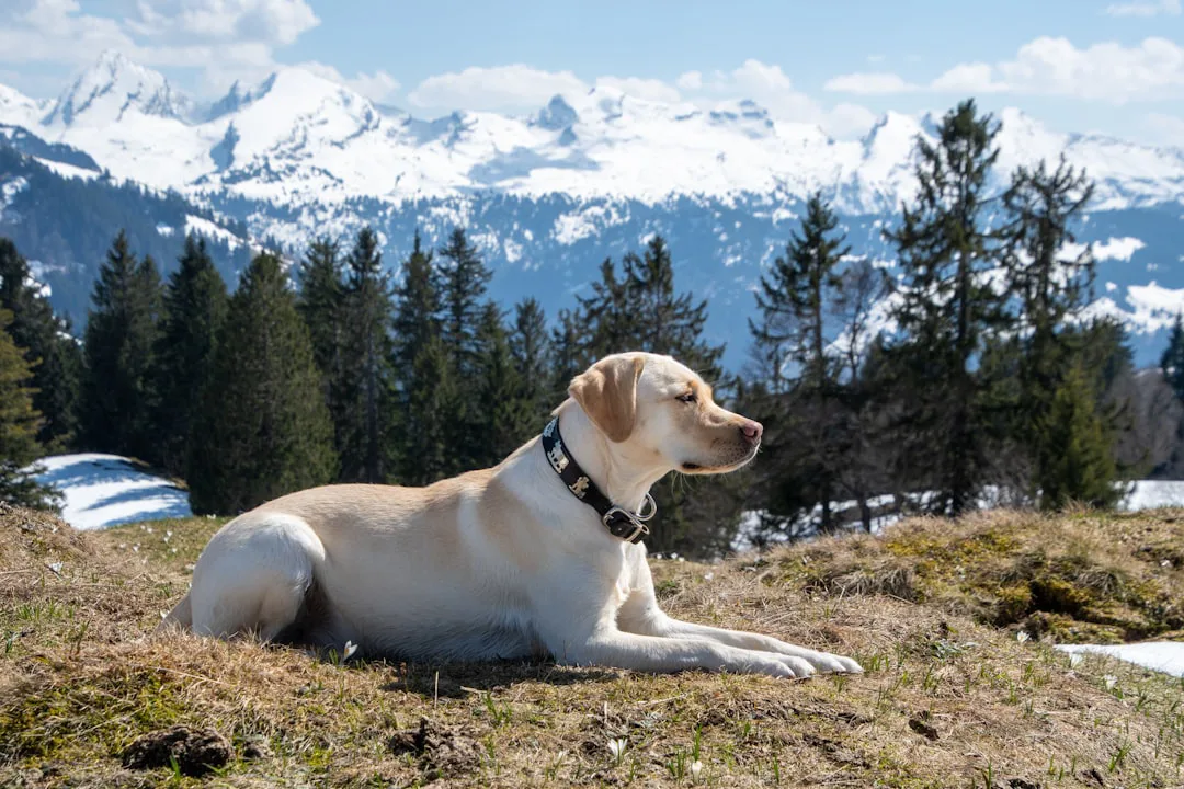 Labrador Retriever 7