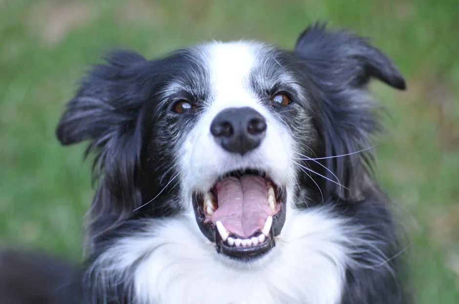 Border Collie 5