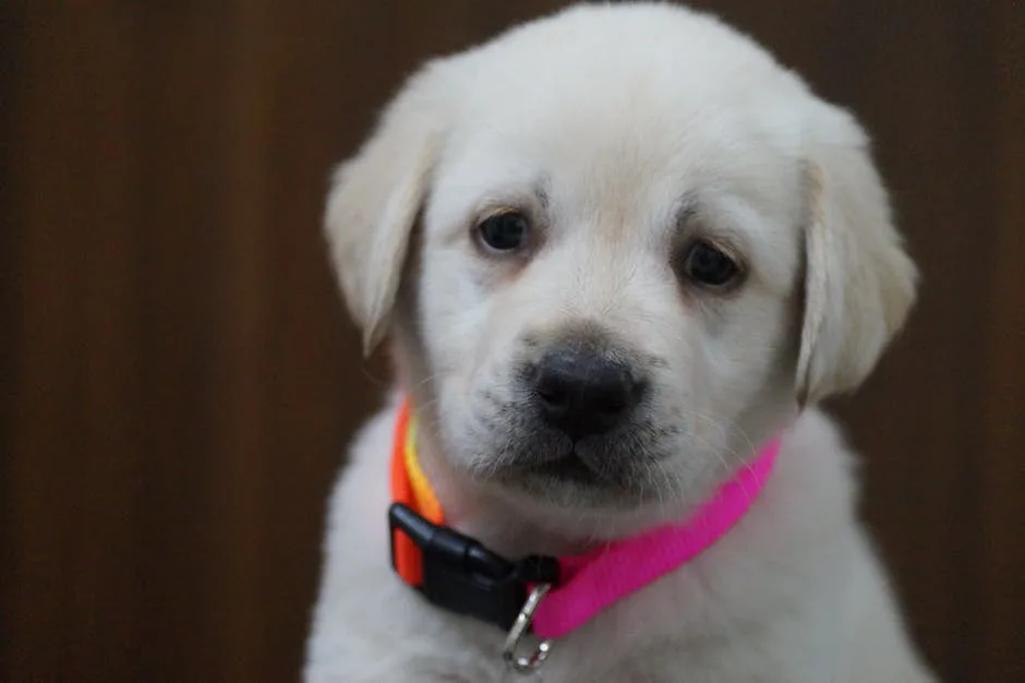 Labrador Retriever 4