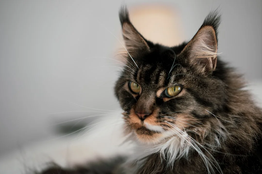 Maine Coon 5