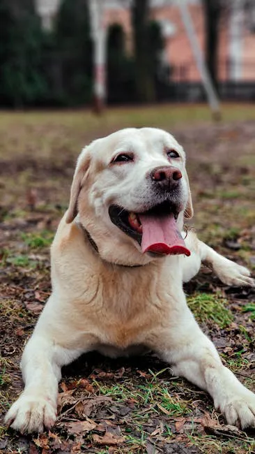 Labrador Retriever 2