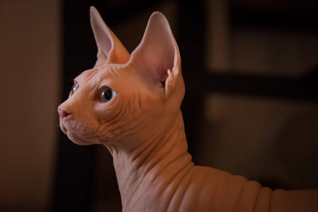 Sphynx 3