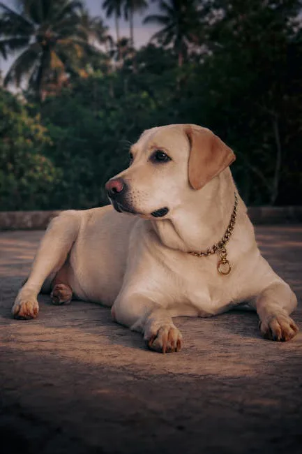 Labrador Retriever 3