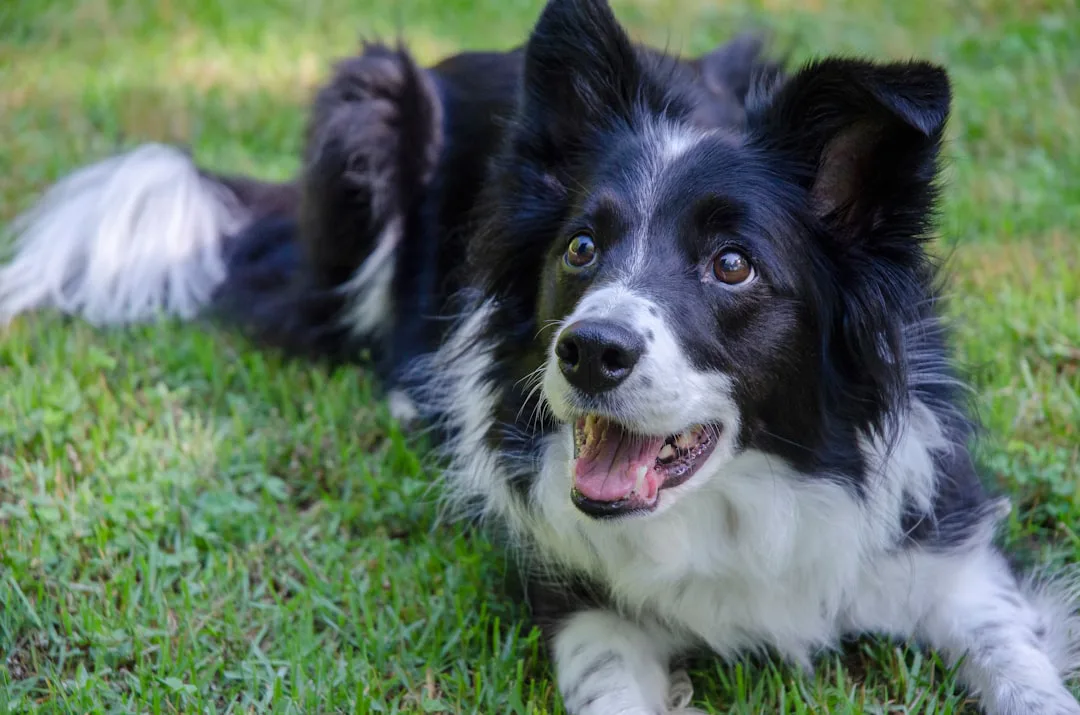 Border Collie 3