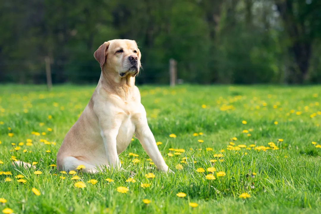 Labrador Retriever 5