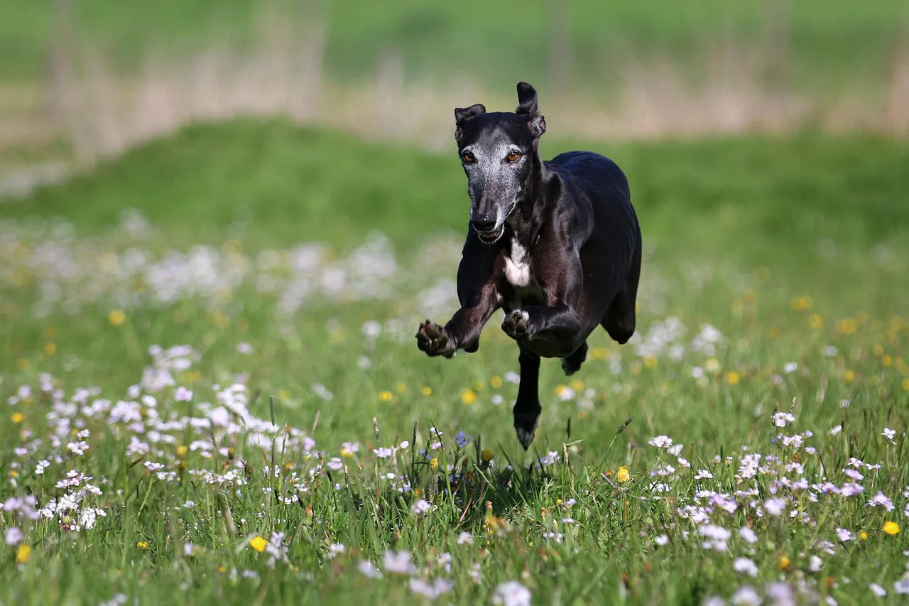 Galgo 6