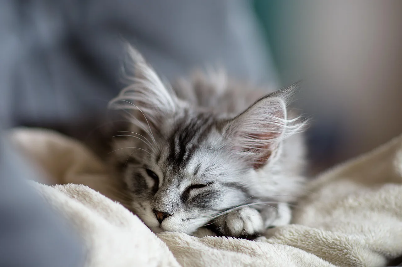 Maine Coon 4