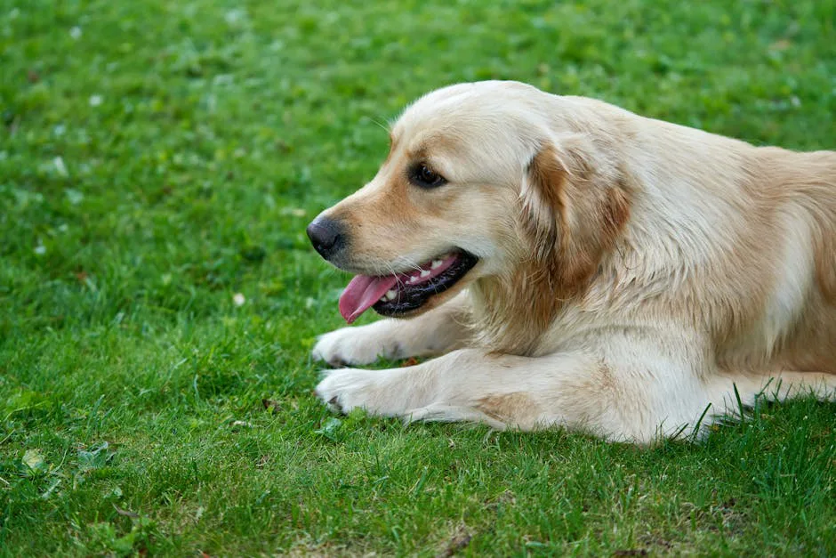 Golden Retriever 3
