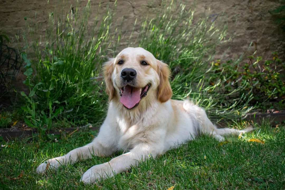 Golden Retriever 2