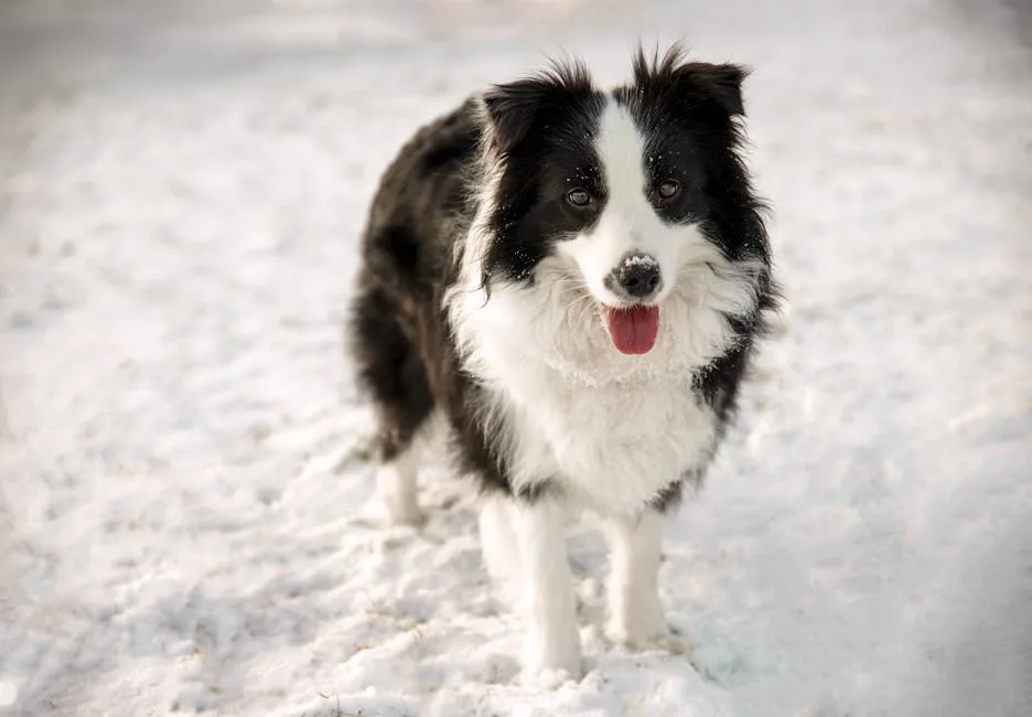 Border Collie 2