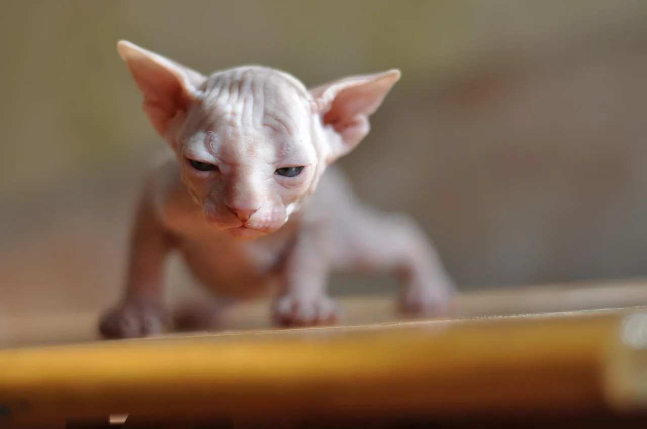 Sphynx 6