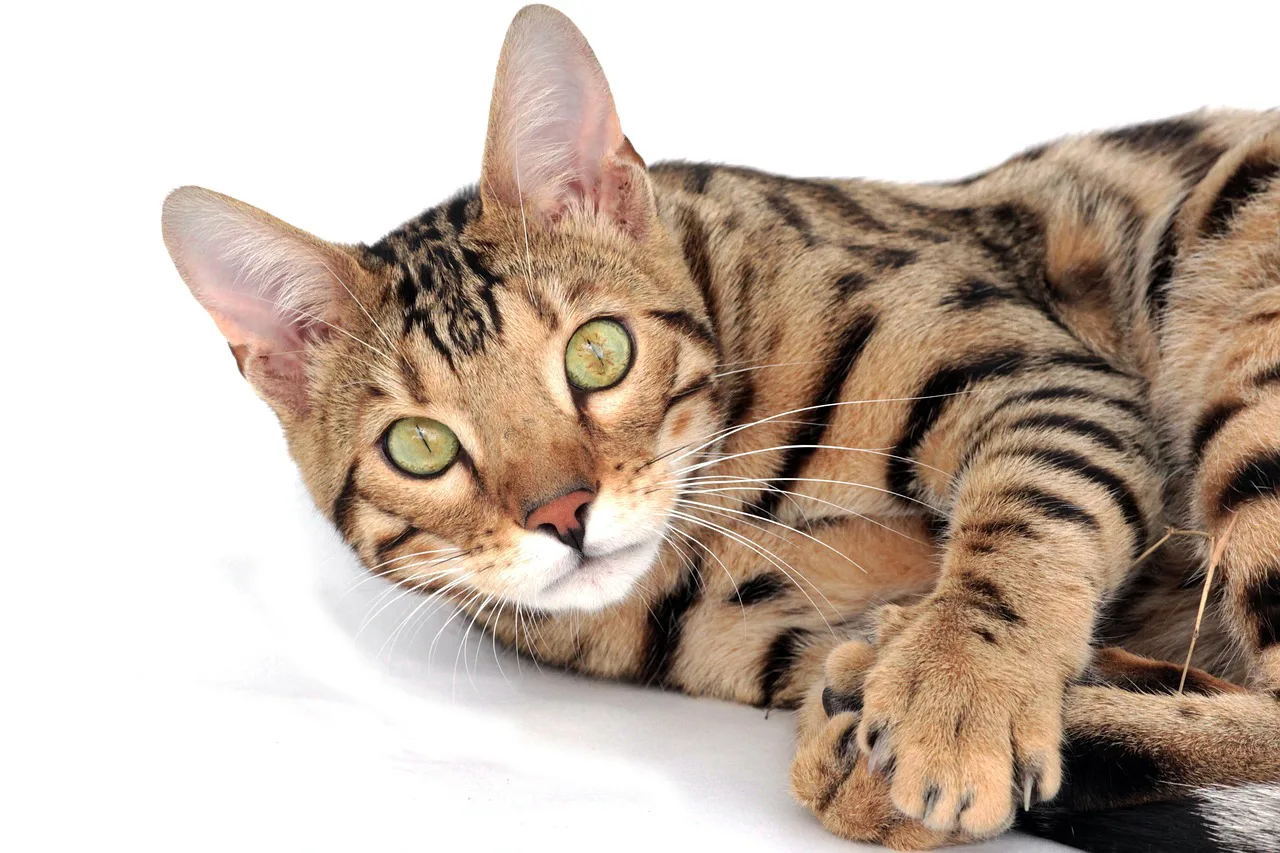 Bengalí 5