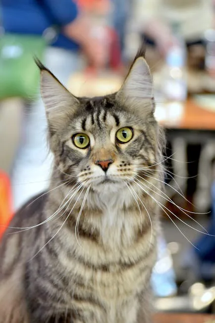 Maine Coon 2