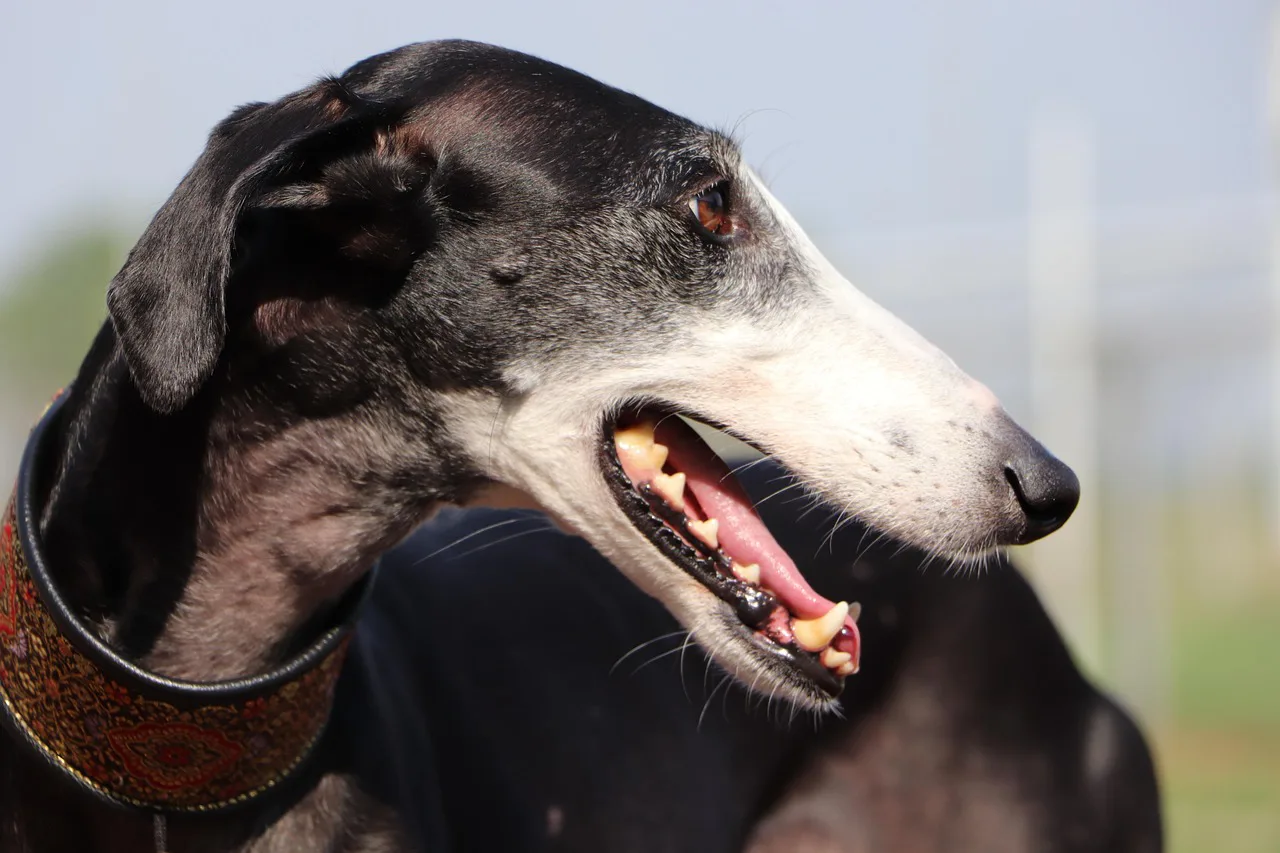 Galgo 4