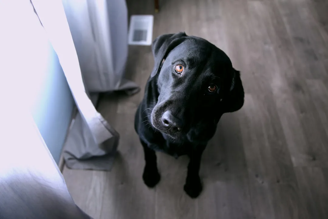 Labrador Retriever 6