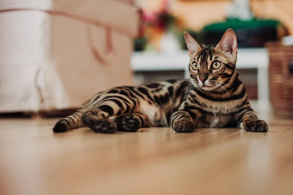 Bengalí