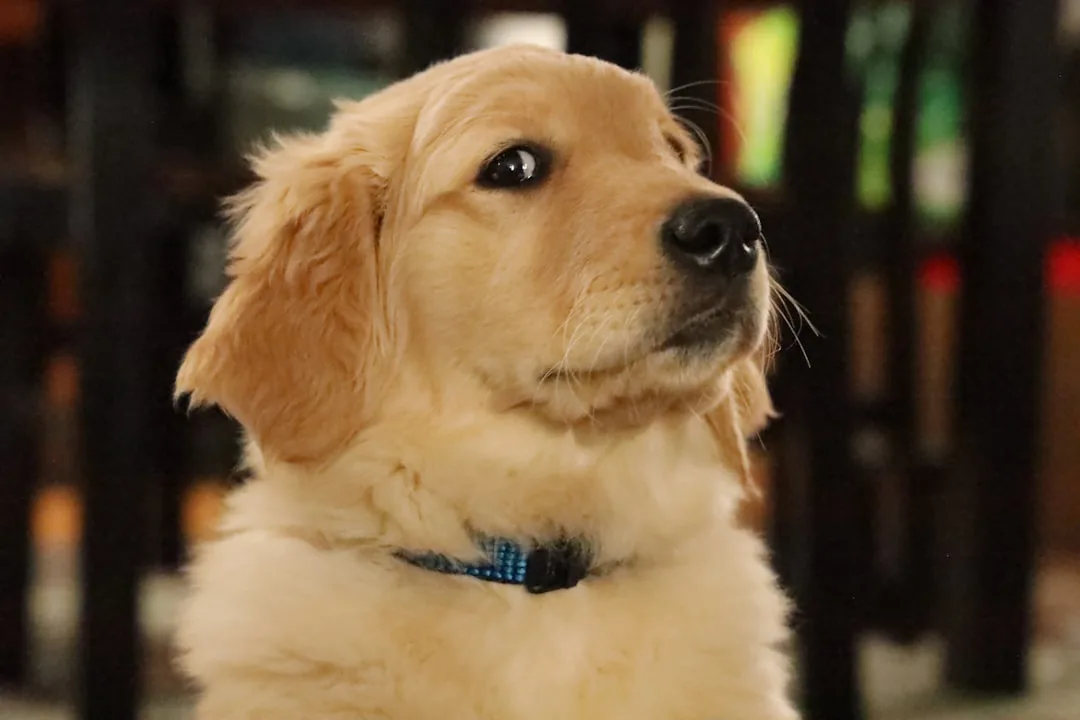 Golden Retriever 4
