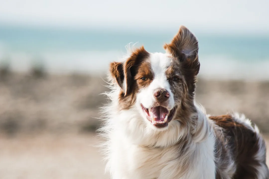 Border Collie 4