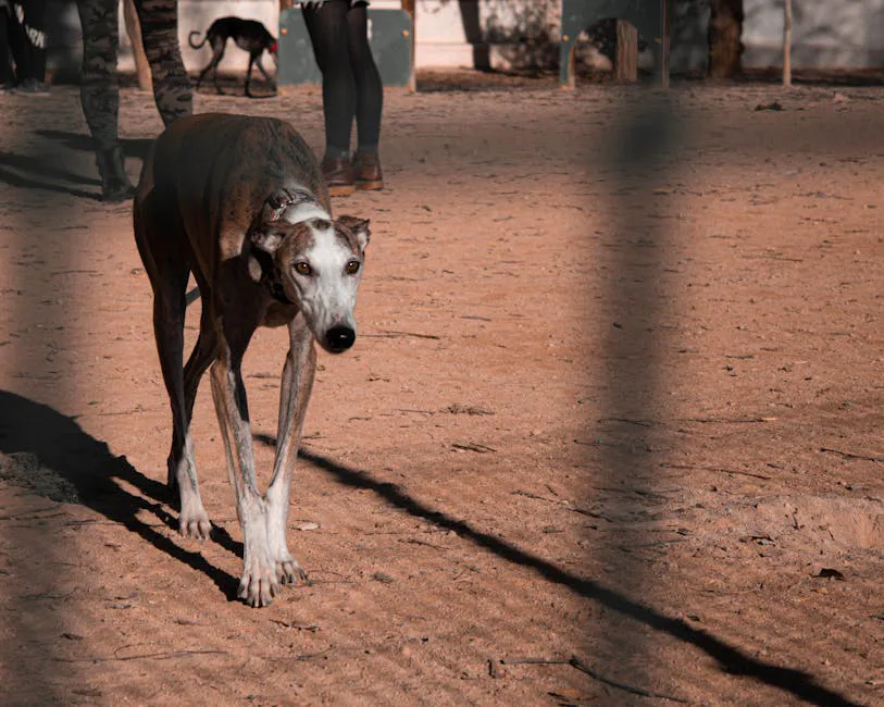 Galgo 3