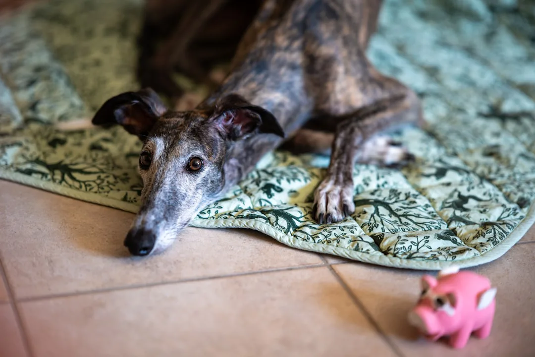 Galgo 5