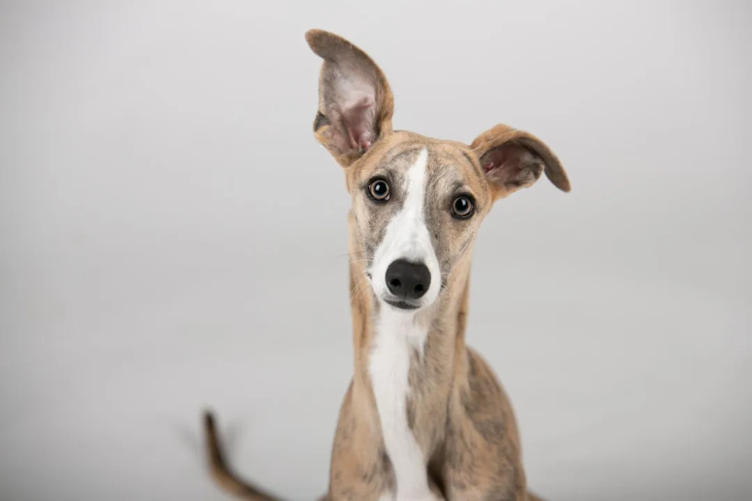 Galgo 2