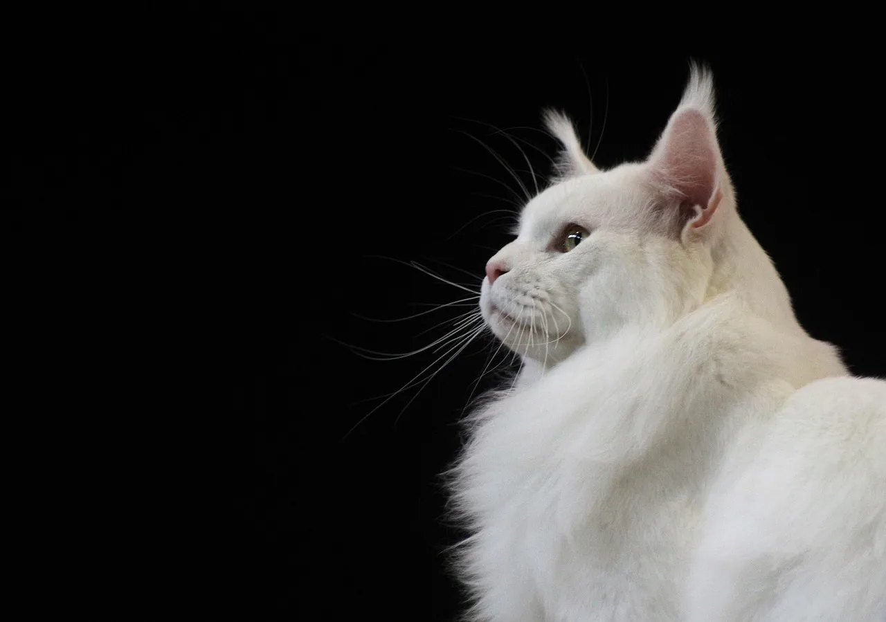 Maine Coon 3