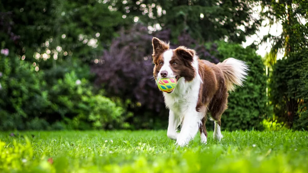 Border Collie 7